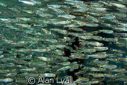 A school of hardyhead silversides - taken whilst snorkelling by Alan Lyall 
